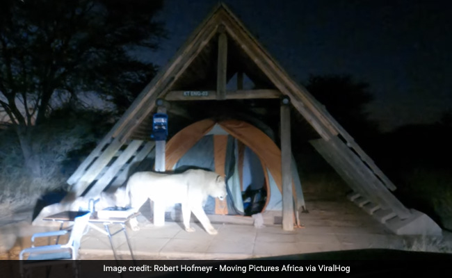Watch: Lion Climbs Into Campers' Tent. Then...
