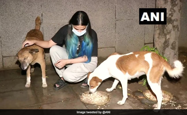 हर रोज़ 500 Street Dogs को खाना खिलाती है ये छात्रा, लोगों कर रहे तारीफ, बोले- सोने का दिल है इसका