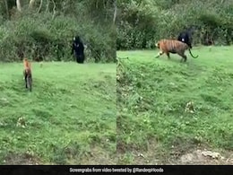 Viral Video: भालू ने किया कुछ ऐसा डरकर भागा बाघ तो  Randeep Hooda बोले- सब का बाप होता है... Viral Video: भालू ने किया कुछ ऐसा डरकर भागा बाघ तो  Randeep Hooda बोले- सब का बाप होता है...