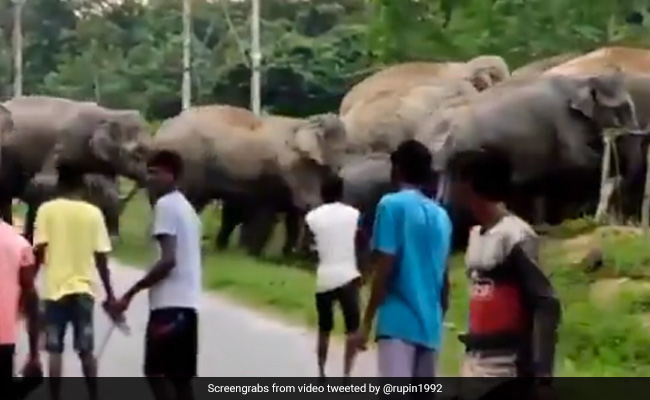 हाथियों के झुंड को परेशान कर रही थी भीड़, तो हाथियों को आ गया गुस्सा, फिर ऐसे किया भीड़ पर Attack - देखें Shocking Video