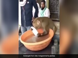 चाय की दुकान पर बैठकर बर्तन धो रहा था बंदर, देखते रह गए लोग, दिए मजेदार रिएक्शन - देखें Video चाय की दुकान पर बैठकर बर्तन धो रहा था बंदर, देखते रह गए लोग, दिए मजेदार रिएक्शन - देखें Video