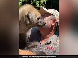 लकड़बग्घे को शख्स पर आया प्यार, करने लगा इतनी सारी Kisses, देखते रह गए लोग, देखें Video लकड़बग्घे को शख्स पर आया प्यार, करने लगा इतनी सारी Kisses, देखते रह गए लोग, देखें Video