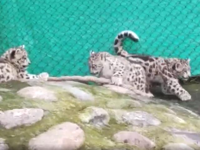 Watch: Snow Leopard Cubs Play In Darjeeling Zoo