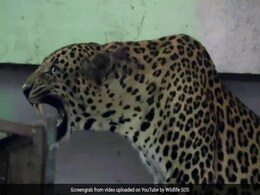 स्कूल की कैंटीन में घुस गया था तेंदुआ, रेस्क्यु टीम को घंटों ऐसे किया परेशान, फिर हुआ कुछ ऐसा - देखें Shocking Video स्कूल की कैंटीन में घुस गया था तेंदुआ, रेस्क्यु टीम को घंटों ऐसे किया परेशान, फिर हुआ कुछ ऐसा - देखें Shocking Video