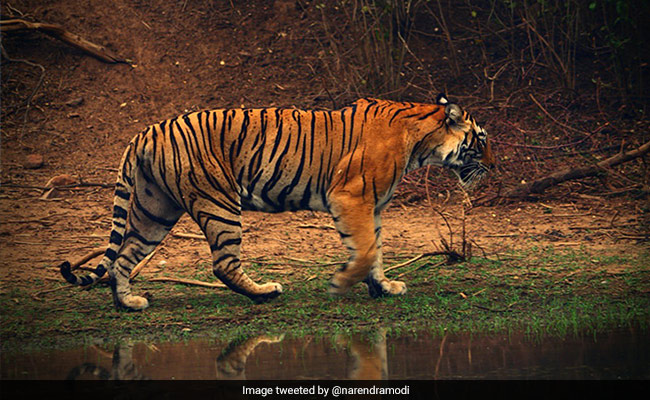 Jharkhand Man, Daughter Awarded For Rescuing Tiger That Entered Their Home