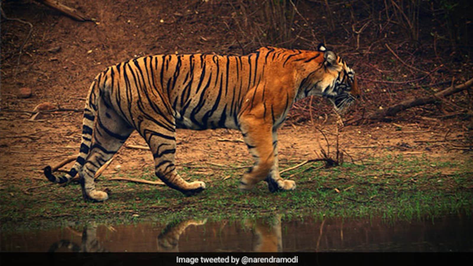 Ranthambore Safari Advance Booking Sees 40,000 Registrations in Two Hours