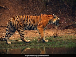 Jharkhand Man, Daughter Awarded For Rescuing Tiger That Entered Their Home
