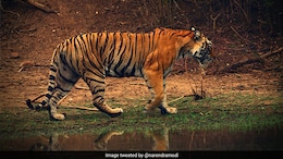 Heavy Rains Increase Risk For Ranthambore Tigers As 13 Remain Missing