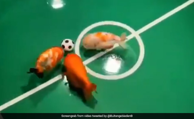 मछलियों ने पानी के अंदर खेला 'Football', ऐसे किया गोल, देखें मज़ेदार Video