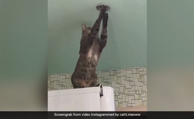 बिल्ली ने Ceiling लाइट के होल्डर में डाल दिया पंजा, फिर हुआ कुछ ऐसा तो ज़ोर से लगी चिल्लाने...देखें Video