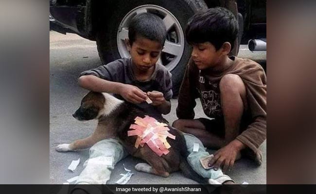 कुत्ते को लग गई चोट, तो सड़क पर खेल रहे बच्चों ने ऐसे की उसकी मरहम-पट्टी, IAS बोला- सिर्फ पढ़ने से ही नहीं आती मानवता