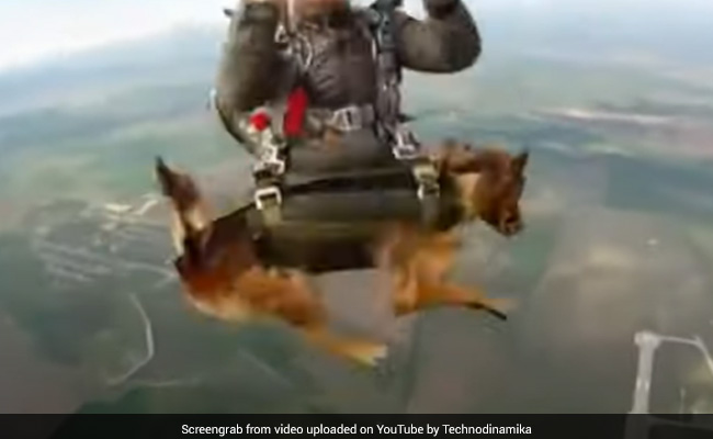 Watch: Russia Military Service Dogs Take Parachute Training