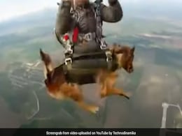 Watch: Russia Military Service Dogs Take Parachute Training Watch: Russia Military Service Dogs Take Parachute Training