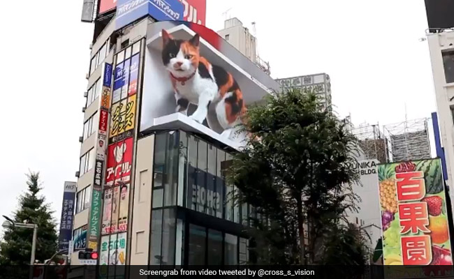 बाजार में दिख रही ‘विशालकाय बिल्ली’ ने खींचा लोगों का ध्यान, देखते ही हैरान होकर रुक जाते हैं लोग - देखें Video