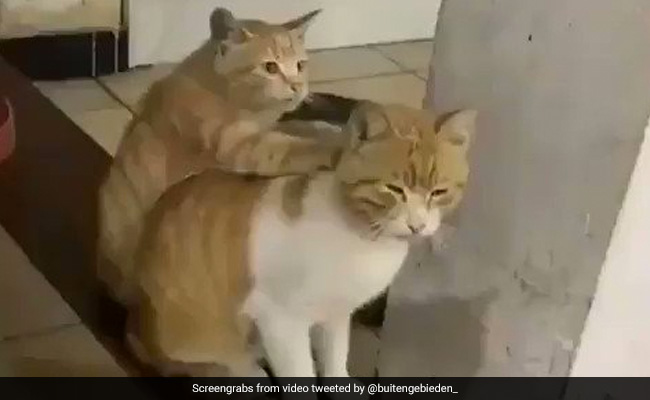 कभी देखा है आपने बिल्ली का मसाज, अगर नहीं तो ये वीडियो जीत लेगा आपका दिल