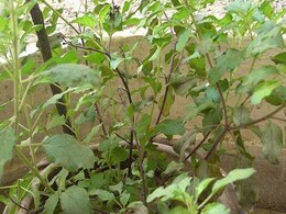 Tulsi Tips: घर में तुलसी के साथ लगाएं ये पौधे, मां लक्ष्मी का मिलेगा आशीर्वाद, तरक्की में लग जाएंगे चार चांद Tulsi Tips: घर में तुलसी के साथ लगाएं ये पौधे, मां लक्ष्मी का मिलेगा आशीर्वाद, तरक्की में लग जाएंगे चार चांद