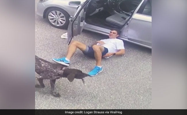 Excited Dog Knocks Down Man While Playing 'Fetch', Then Returns For Round 2