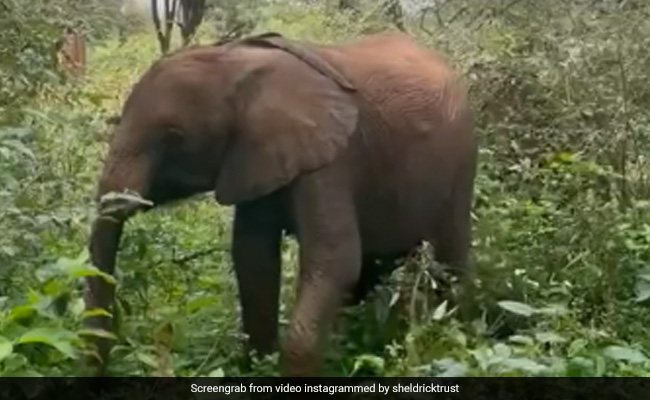 हाथी के बच्चे को लगी थी भूख, तो जगंल में सुबह-सुबह ऐसे करने लगा नाश्ता, Video देख लोगों ने कहा- So Cute