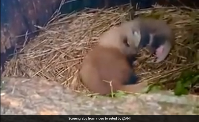 दार्जिलिंग के चिड़ियाघर में एक Red Panda ने दो शावकों को दिया जन्म, लोगों ने कुछ इस तरह किया स्वागत - देखें Cute Video