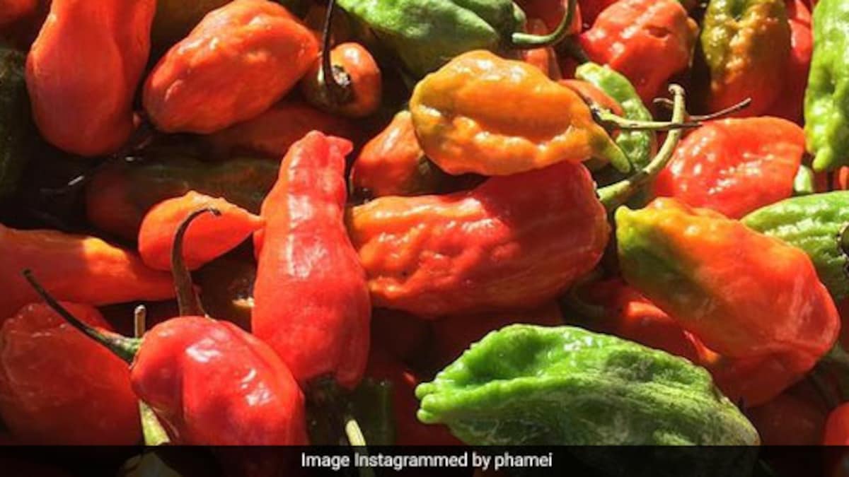 Raja Mircha, Worlds Hottest Chilli, Makes Its Way From Nagaland To