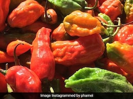 Raja Mircha, World's Hottest Chilli, Makes Its Way From Nagaland To London For The First Time