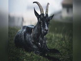 California Deploys Goats To Fight Wildfires. This Is Why They Are Useful California Deploys Goats To Fight Wildfires. This Is Why They Are Useful