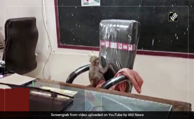Viral Video: Monkey Takes Over Principal's Chair In Gwalior School