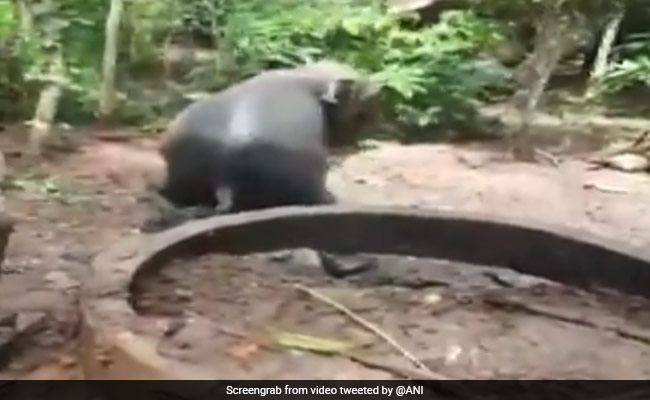 Watch: Baby Elephant's Rescue From A Narrow Well In Karnataka