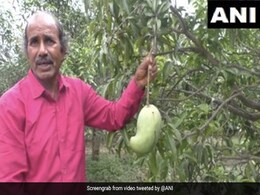 अफगानिस्तान का 'अमरापुरी' आम अब मध्यप्रदेश में, 1 हजार रुपए किलो तक है आम की कीमत अफगानिस्तान का 'अमरापुरी' आम अब मध्यप्रदेश में, 1 हजार रुपए किलो तक है आम की कीमत