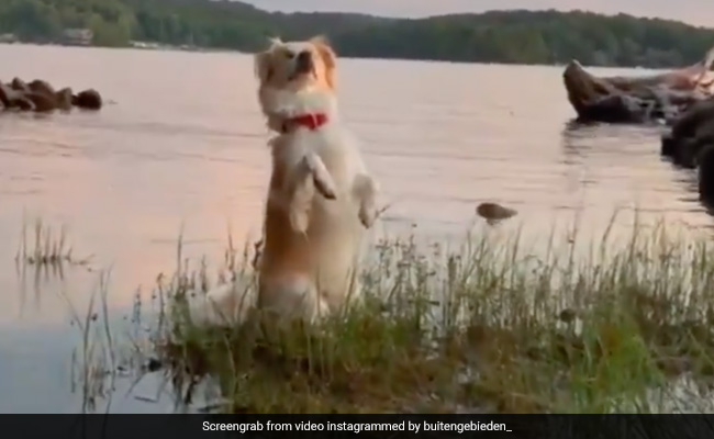 Blind Dog Viral Video: आंखें नहीं पर सनसेट का पूरा मजा ले रहा डॉगी, Cuteness के कायल हुए लोग, बोले- नजर ना लगे...