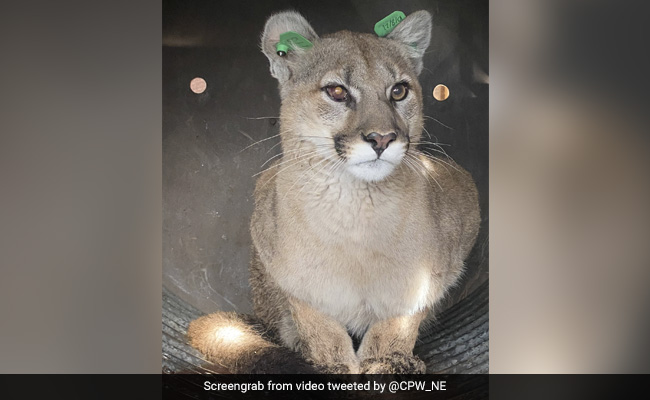 Couple Find Mountain Lion Hiding Under Their Home's Deck
