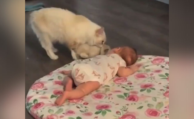 बिल्ली ने इंसान के बच्चे से अपने बच्चे की दोस्ती कराने के लिए किया कुछ ऐसा, लोग बोले- 'पहले कभी नहीं देखा ऐसा', देखें Video