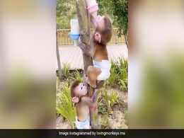 Diaper पहनकर पेड़ पर चढ़े बंदर के 2 बच्चे, फिर लटकी हुई बोतल से यूं पिया दूध, देखें Video Diaper पहनकर पेड़ पर चढ़े बंदर के 2 बच्चे, फिर लटकी हुई बोतल से यूं पिया दूध, देखें Video