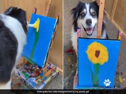 कुत्ते ने मुंह से ब्रश पकड़कर बनाई सुंदर फूल की पेंटिंग, देखकर हैरान हुए लोग, बोले- क्या सच में इसने बनाया है ? - देखें पूरा Video कुत्ते ने मुंह से ब्रश पकड़कर बनाई सुंदर फूल की पेंटिंग, देखकर हैरान हुए लोग, बोले- क्या सच में इसने बनाया है ? - देखें पूरा Video