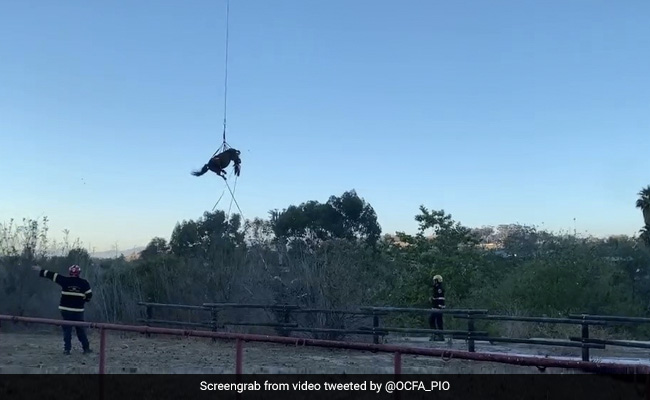 Watch: Rescuers Use Helicopter To Airlift Horse Trapped In Debris