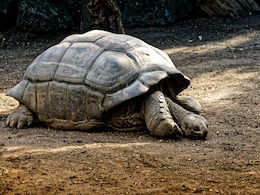 Maharashtra Man Booked For Demanding Tortoise With 21 Toenails, Black Labrador As Dowry Maharashtra Man Booked For Demanding Tortoise With 21 Toenails, Black Labrador As Dowry