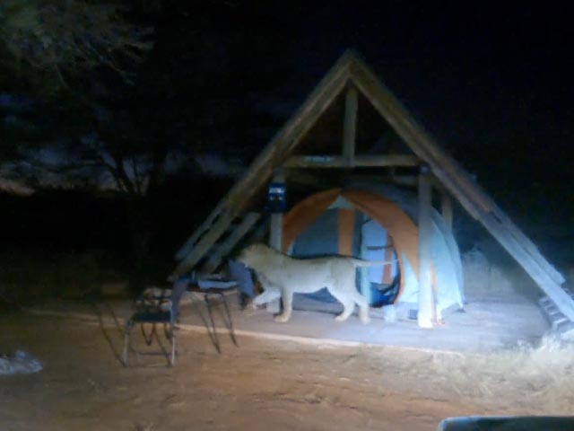 Watch: Lion Enters Tent, Forces Campers To Take Refuge In Car