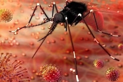 Kerala Reports First Zika Virus Infection This Year, Samples Sent To Pune Kerala Reports First Zika Virus Infection This Year, Samples Sent To Pune