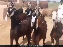 Guess Who is Back ! बकरीद में जान बची तो बकरियों ने इस गाने पर किया जबरदस्त डांस - देखें Funny Video Guess Who is Back ! बकरीद में जान बची तो बकरियों ने इस गाने पर किया जबरदस्त डांस - देखें Funny Video