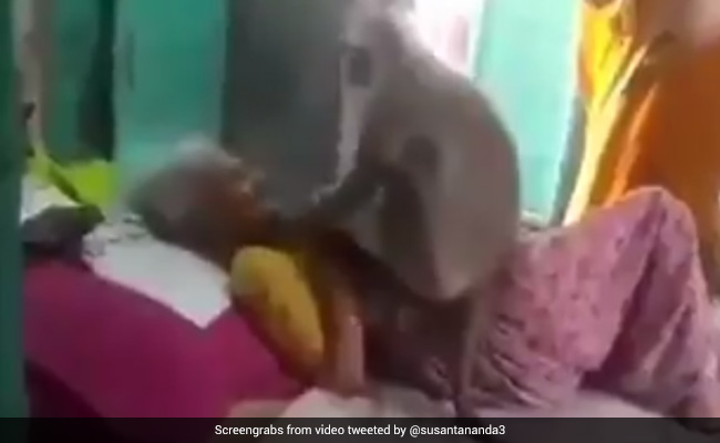 बुजुर्ग महिला लंगूर को रोज खिलाती थीं खाना, बीमार हुईं तो मिलने आया लंगूर, गले लगकर ऐसे किया प्यार - देखें Video