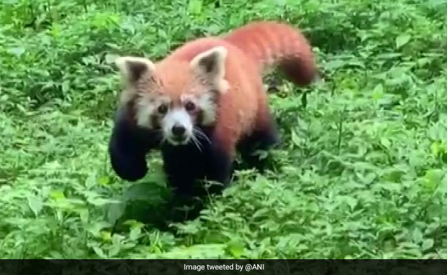 Darjeeling Zoo Welcomes Another Red Panda Cub