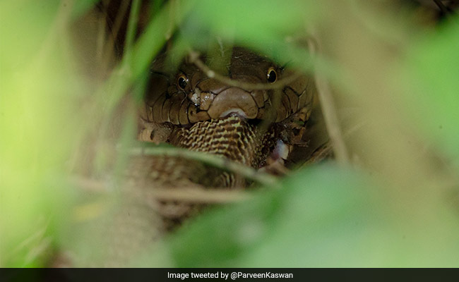 This Rare Photo Of One Cobra Eating Another Is Going Viral