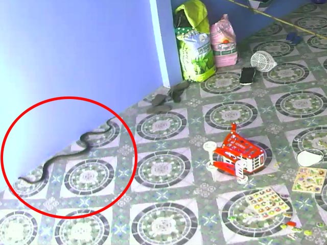 King Cobra Tries To Follow Child Indoors In Hair-Raising Video