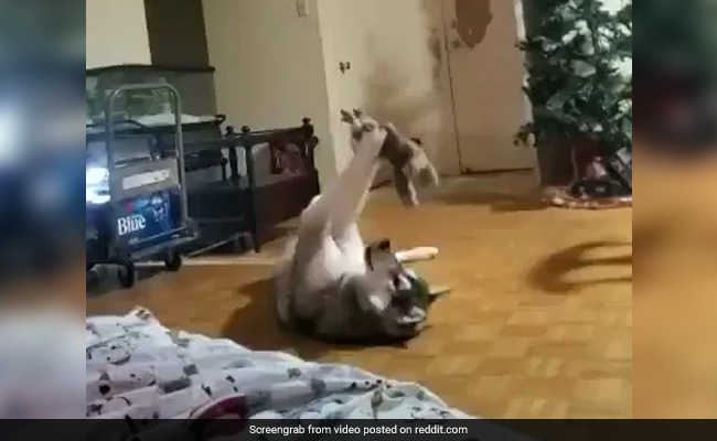 कुत्ते ने खिलौने के साथ लेटकर किया जबरदस्त Workout, Video देख आपको याद आ जाएगा अपना Gym Session