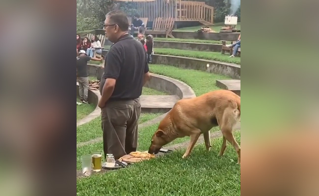 बड़ी चालाकी से कुत्ते ने उठा लिया पिज्जा, नहीं लगने दी किसी को भी भनक, देखें- वायरल VIDEO