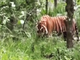 मध्य प्रदेश : सतपुड़ा टाइगर रिजर्व में घास खाता दिखा बाघ, वायरल हो रहा ये VIDEO मध्य प्रदेश : सतपुड़ा टाइगर रिजर्व में घास खाता दिखा बाघ, वायरल हो रहा ये VIDEO