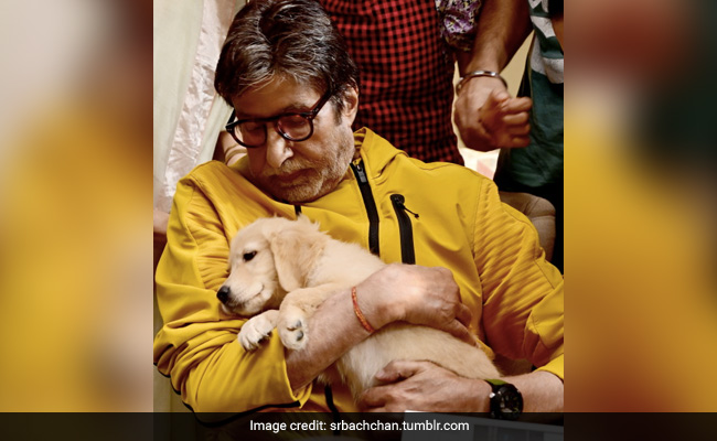 Amitabh Bachchan Almost Defied A Family "Protocol" For His New Co-Star - This Adorable Fur-Ball