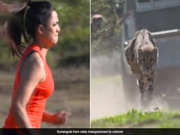 श्वेता तिवारी का तेंदुए से हुआ मुकाबला, वीडियो में देखें किसकी हुई जीत श्वेता तिवारी का तेंदुए से हुआ मुकाबला, वीडियो में देखें किसकी हुई जीत