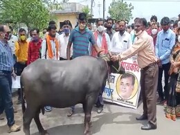 मध्यप्रदेशः स्कूल संचालकों ने प्रशासन के खिलाफ बजाई 'भैंस के आगे बीन'.. भड़की भैंस ने पटक दिया महिला को मध्यप्रदेशः स्कूल संचालकों ने प्रशासन के खिलाफ बजाई 'भैंस के आगे बीन'.. भड़की भैंस ने पटक दिया महिला को