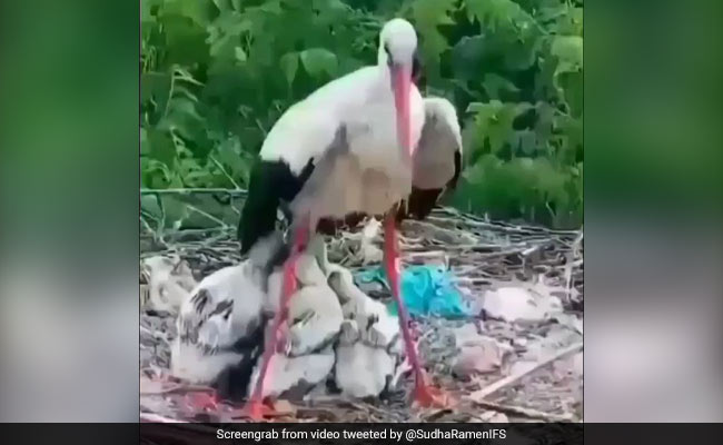 बारिश में भीग रहे थे बच्चे, तो पक्षी ने उन्हें बचाने के लिए किया कुछ ऐसा, लोग बोले- क्योंकि वो एक माँ है... - देखें Video